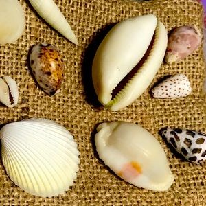 Seashells (Decor/Crafts)